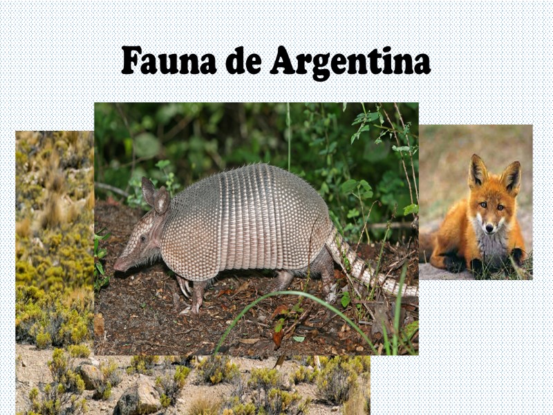 Fauna de Argentina